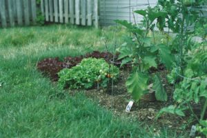 A lush vegetable garden featuring lettuce and tomatoes in a Québec backyard.