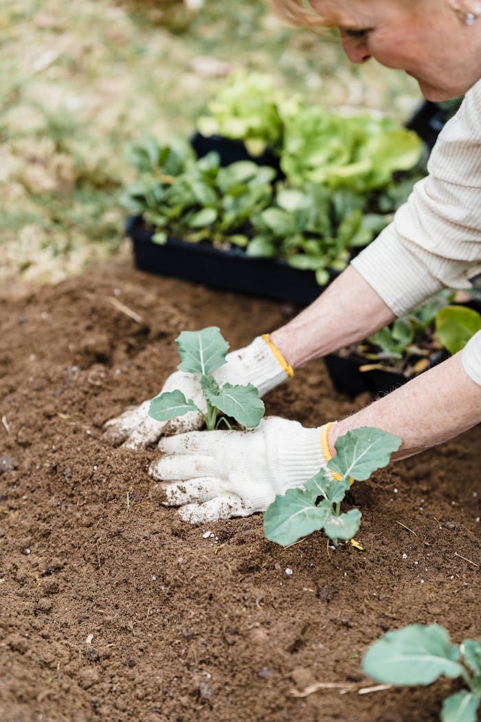 A gardener wearing gloves carefully planting seedlings in rich soil with fresh greens nearby.