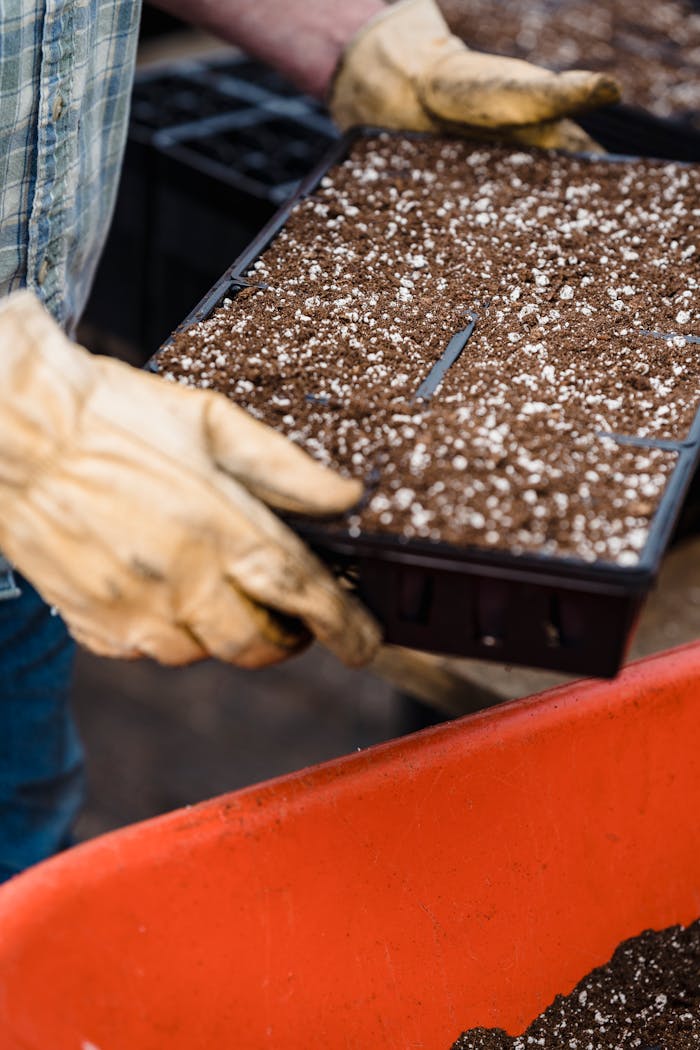 Gardener wearing gloves preparing seed trays with soil for planting outdoors.